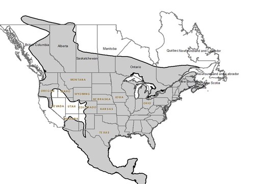 WTD distribution