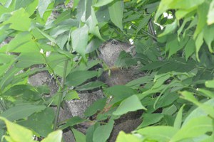 Ground hog in tree