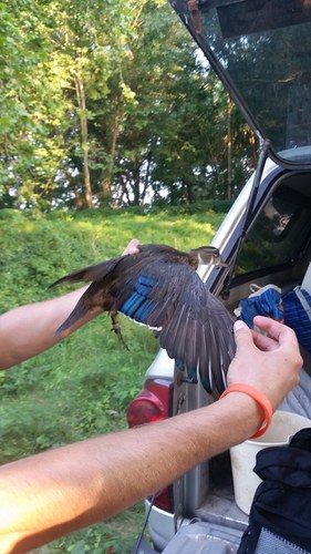 wood duck