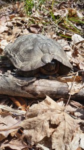 wood turtle