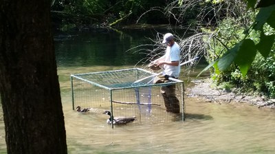 Wyatt checking duck trap