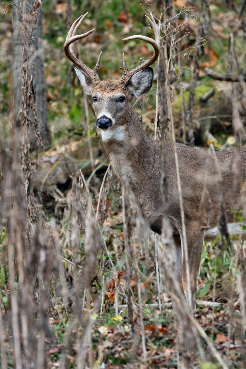 PSU Deer Study