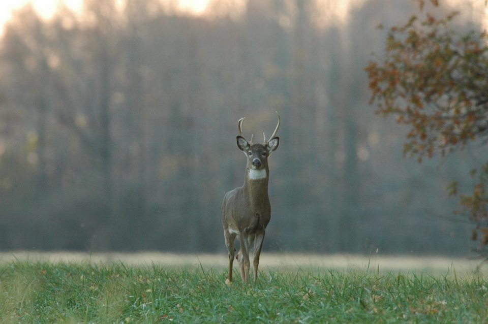 PSU Deer Study