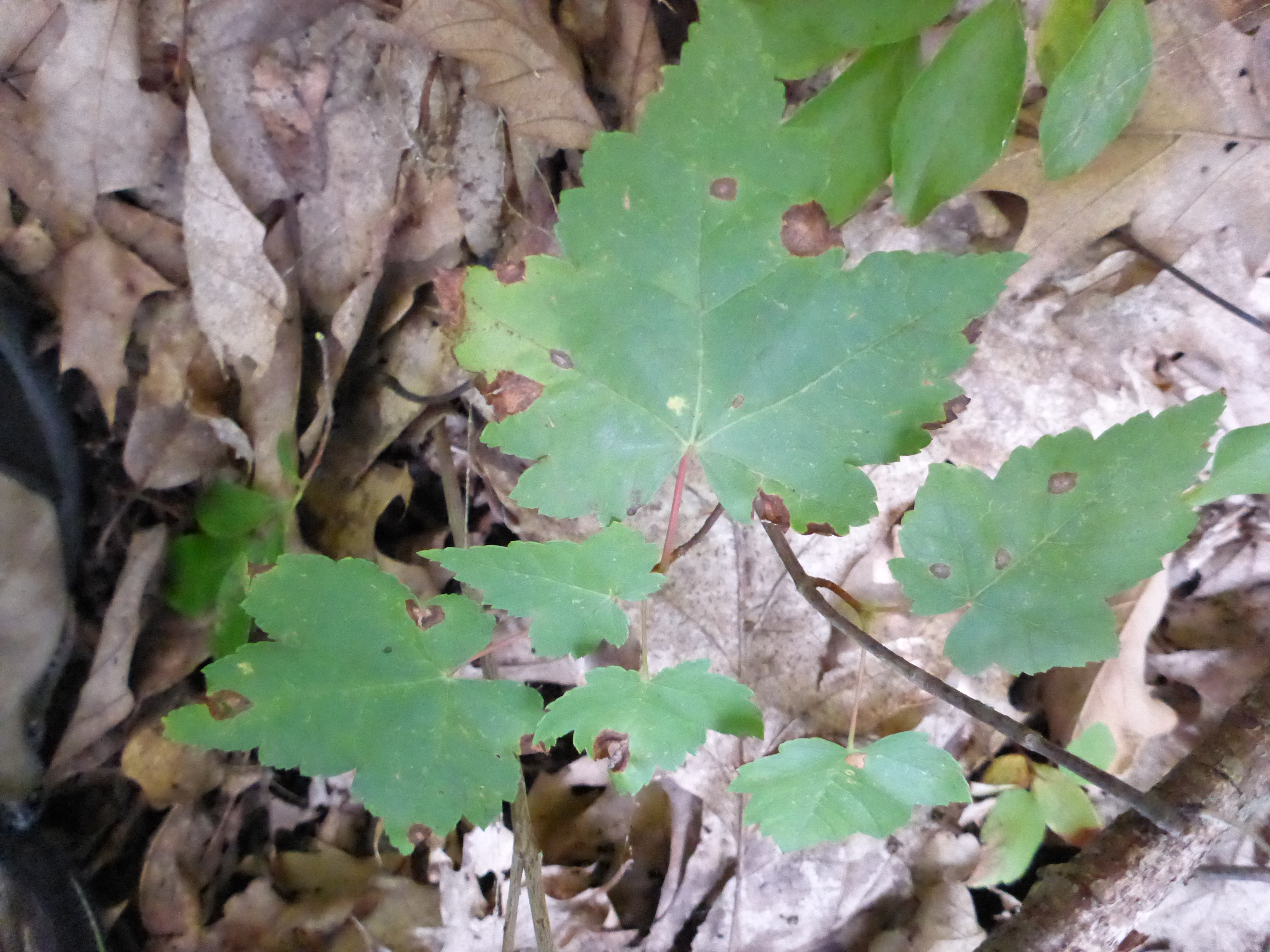 baby red maple