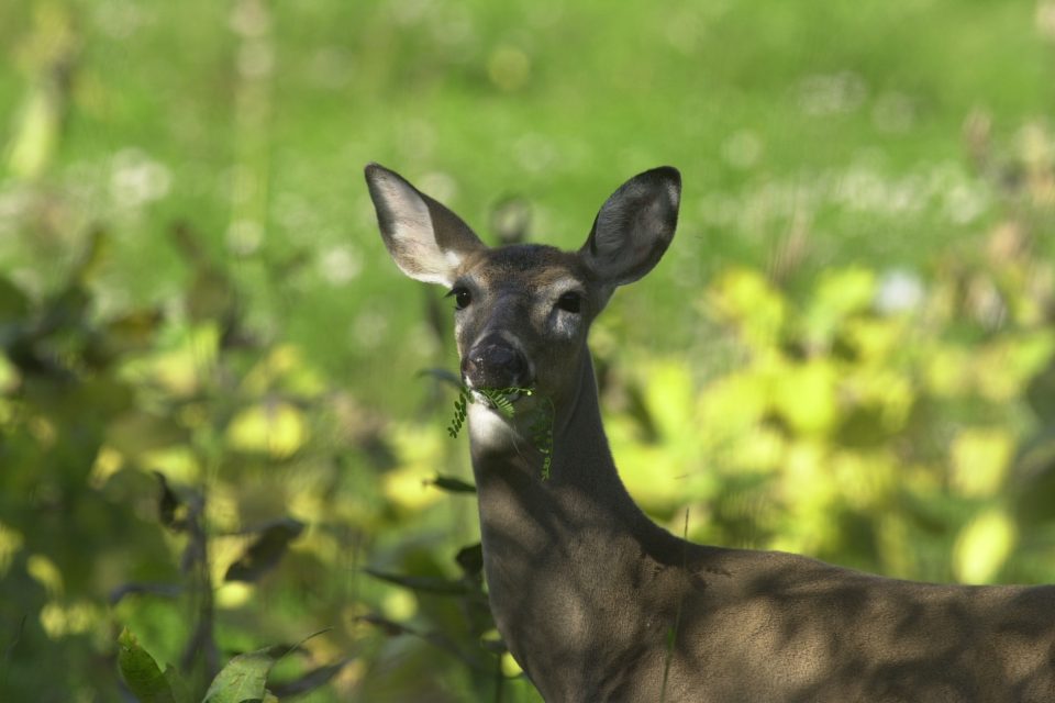 PSU Deer Study