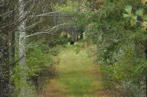 black bear butt