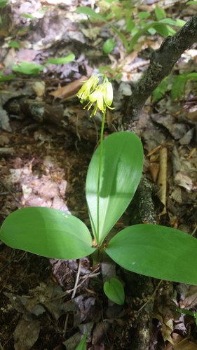 Bluebead lily