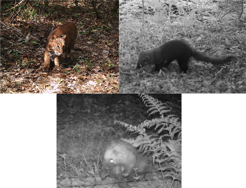 bobcat fisher porcupine