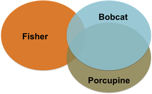 bobfishpor-space