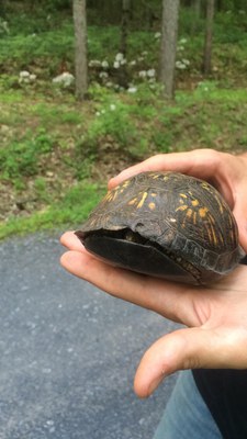 Veg Adven2-Box turtle