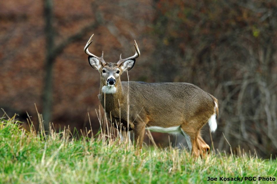 PSU Deer Study