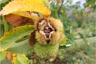 Chestnut bur-ACF