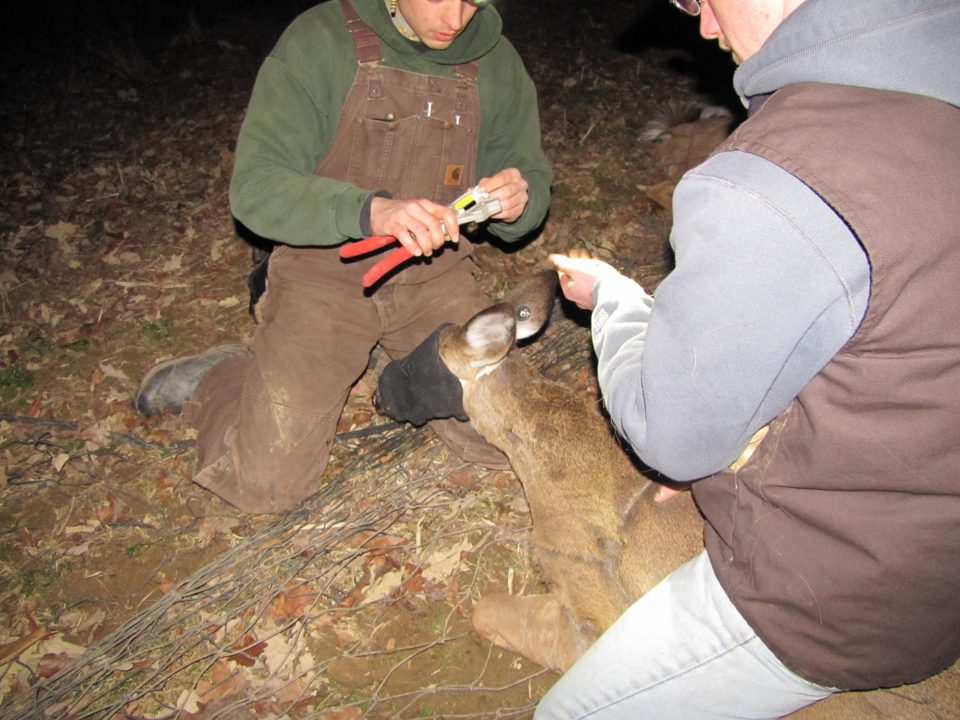 PSU Deer Study