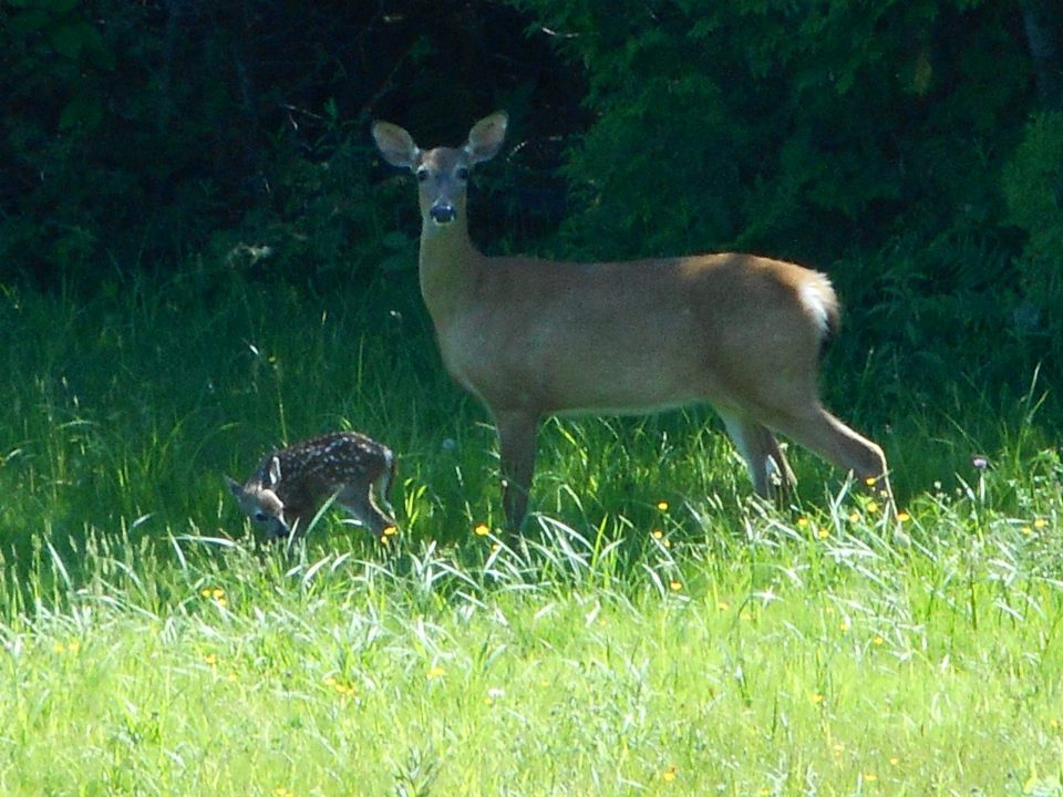 PSU Deer Study