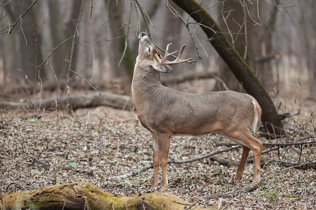 PSU Deer Study