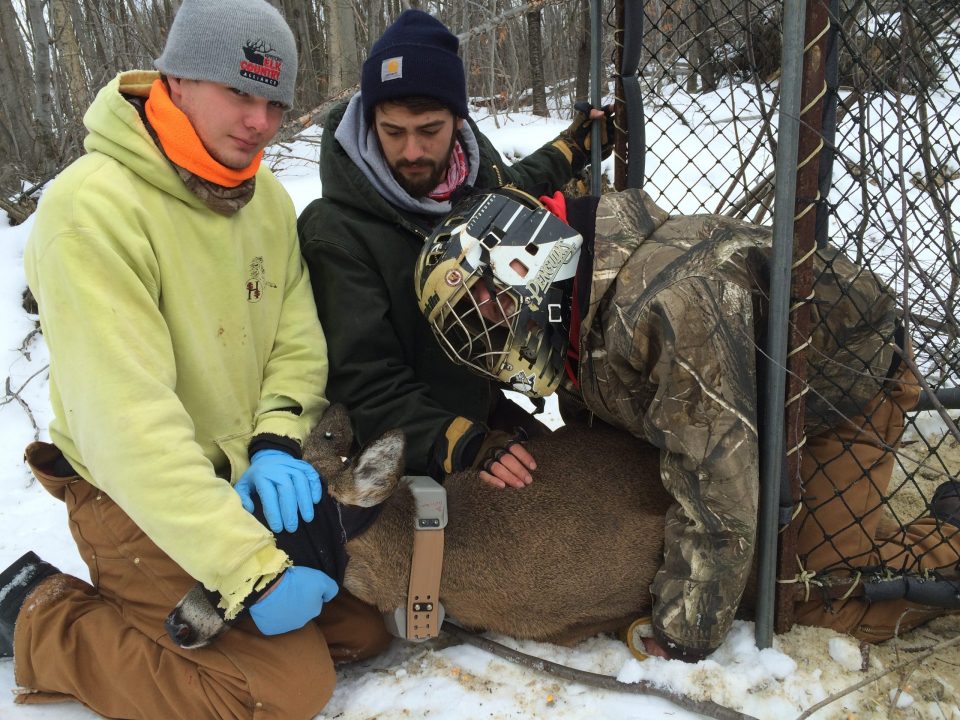 PSU Deer Study