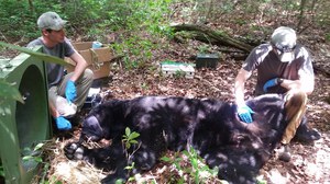 400-lb bear capture3