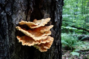 chicken of woods