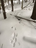 blown collar in snow2