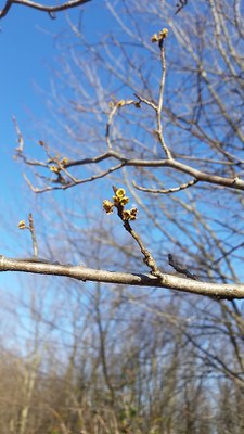 Spring tree buds2