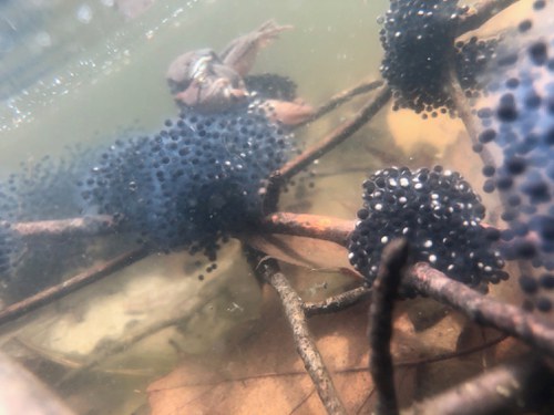 woodfrog and eggs