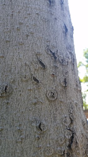 bear beech tree