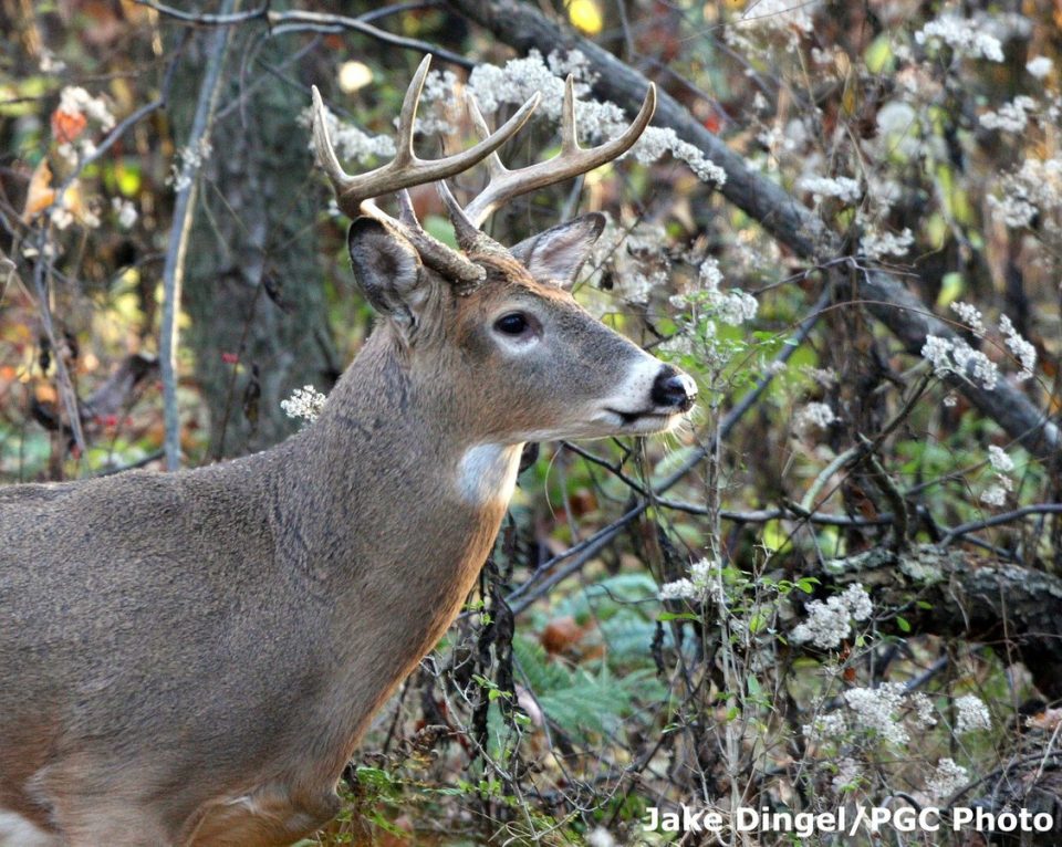 PSU Deer Study