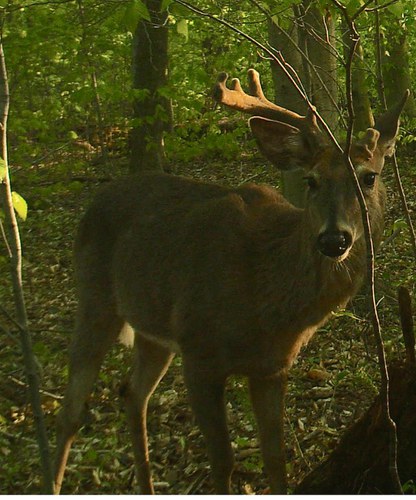 May velvet buck