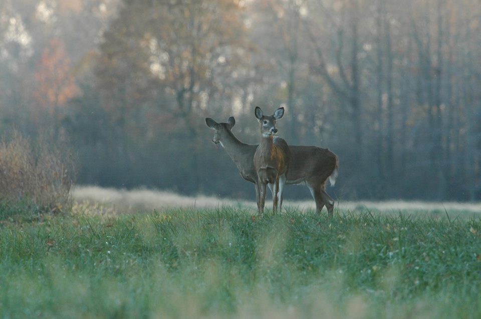 PSU Deer Study