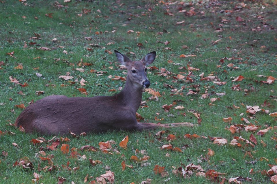 PSU Deer Study