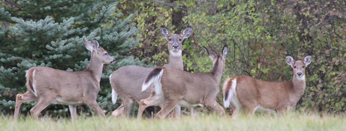 PSU Deer Study