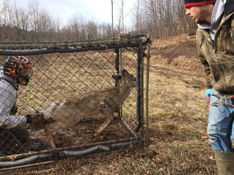 PSU Deer Study