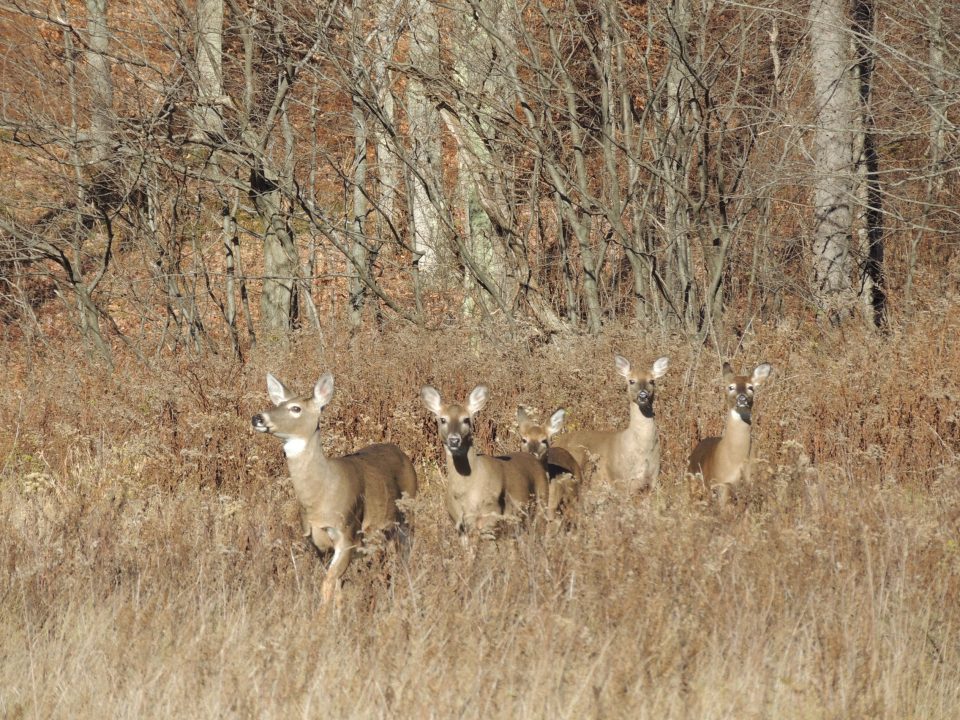 PSU Deer Study