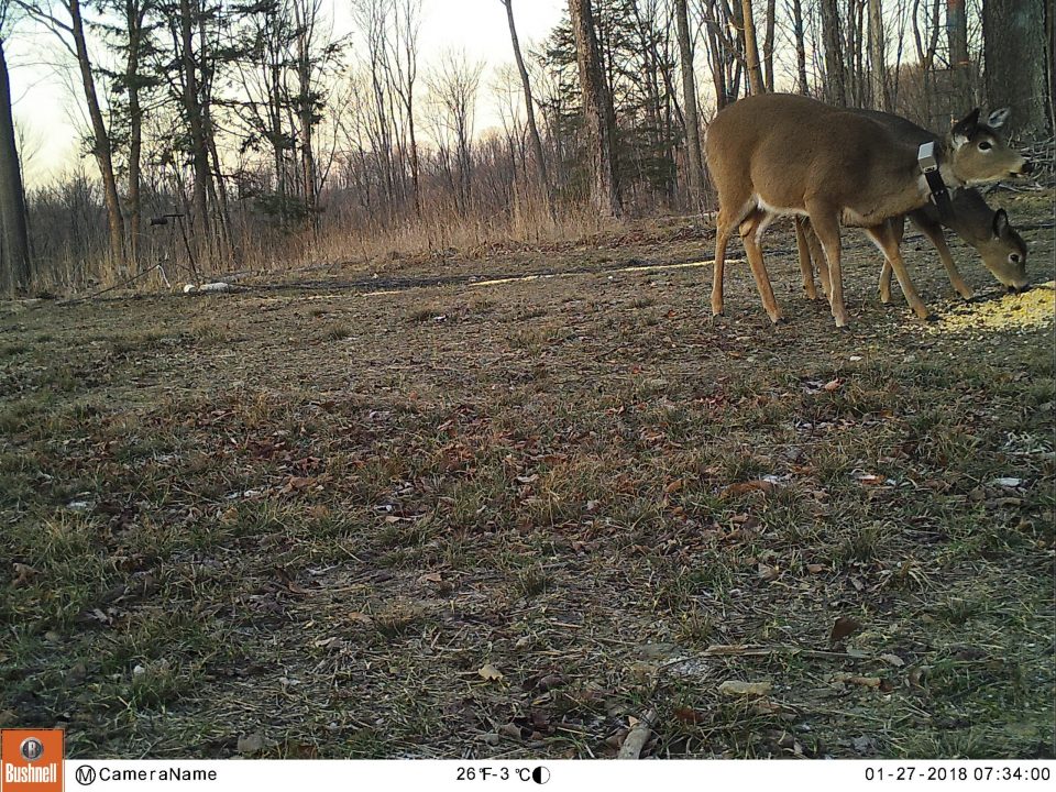 PSU Deer Study