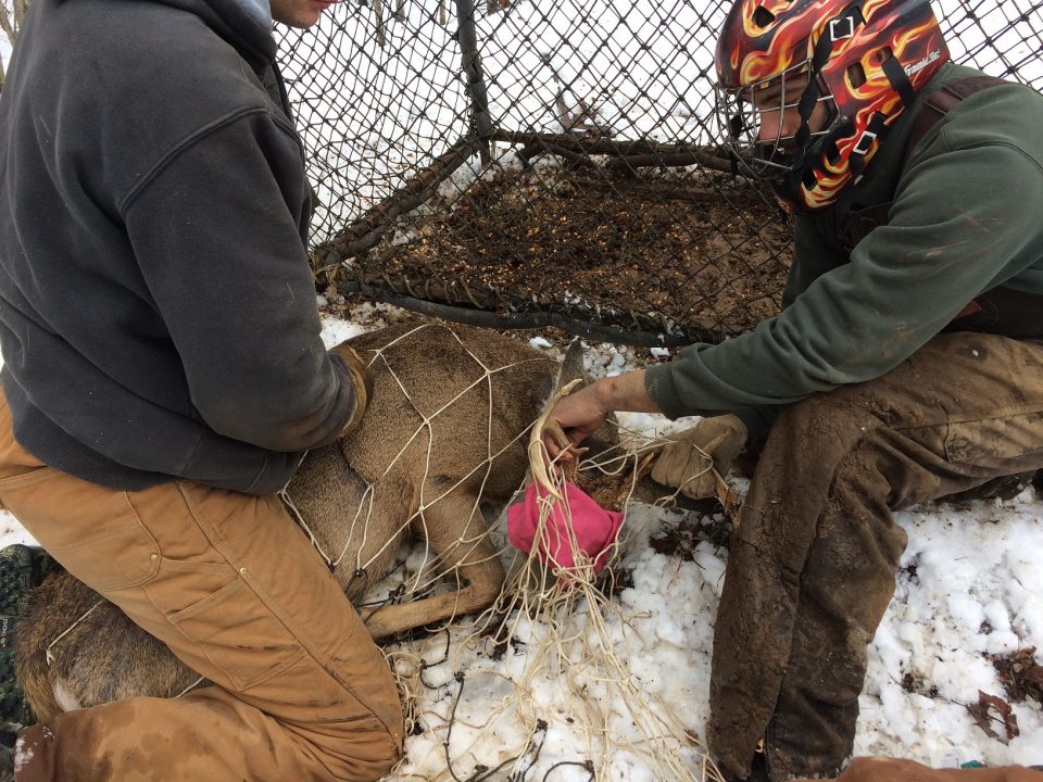 PSU Deer Study