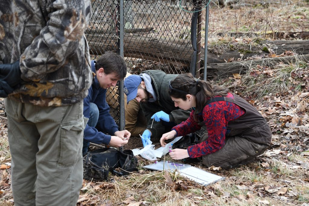 tagging a deer in a clover trap