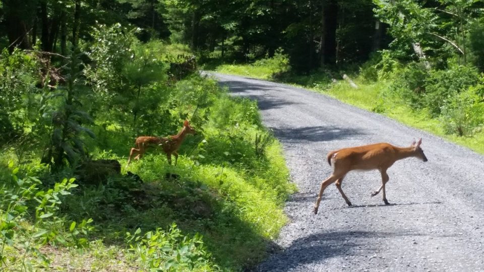 PSU Deer Study