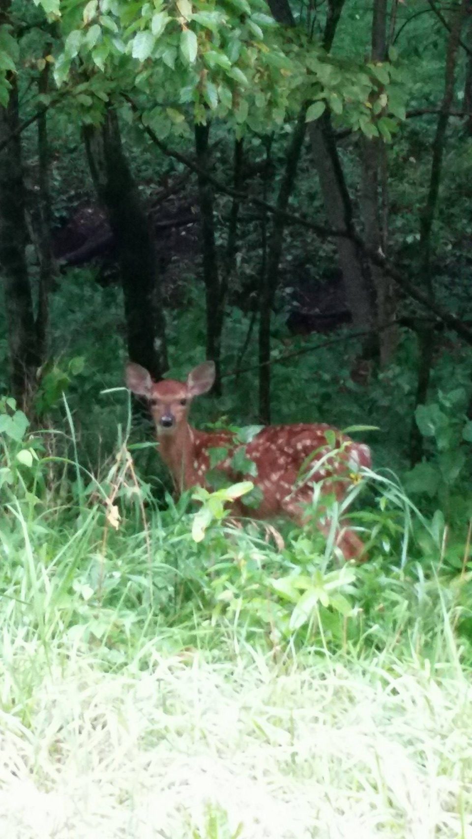 PSU Deer Study