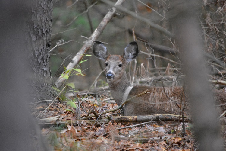 PSU Deer Study