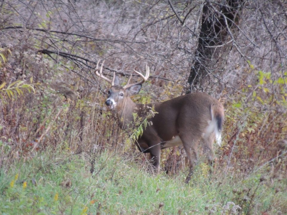 PSU Deer Study