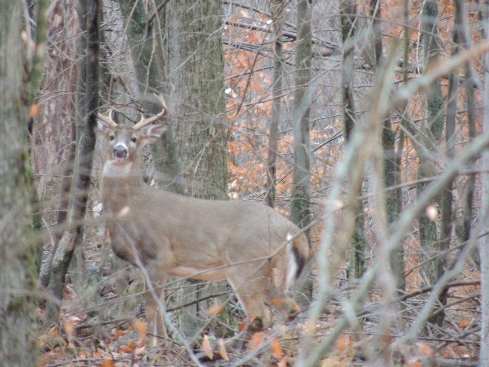 PSU Deer Study