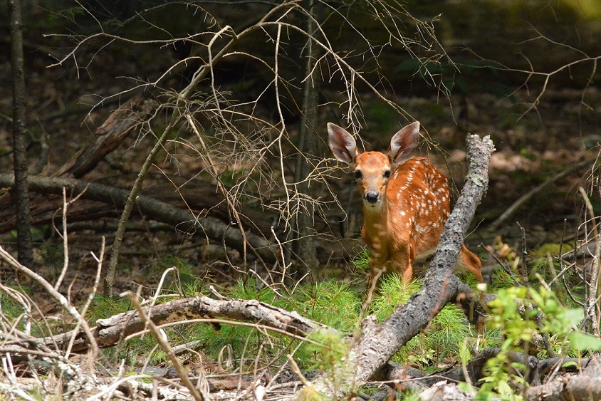 PSU Deer Study