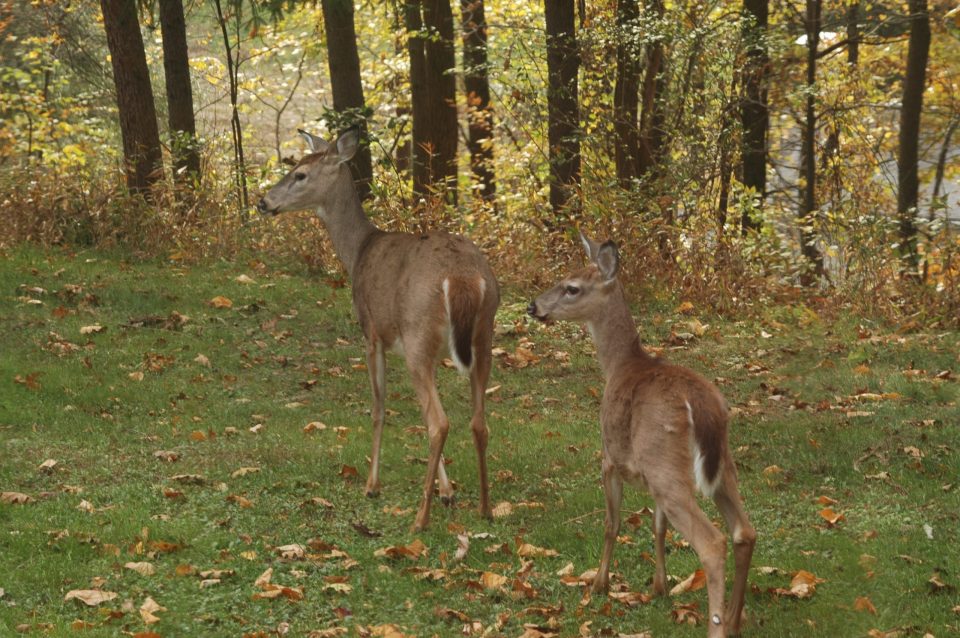 PSU Deer Study