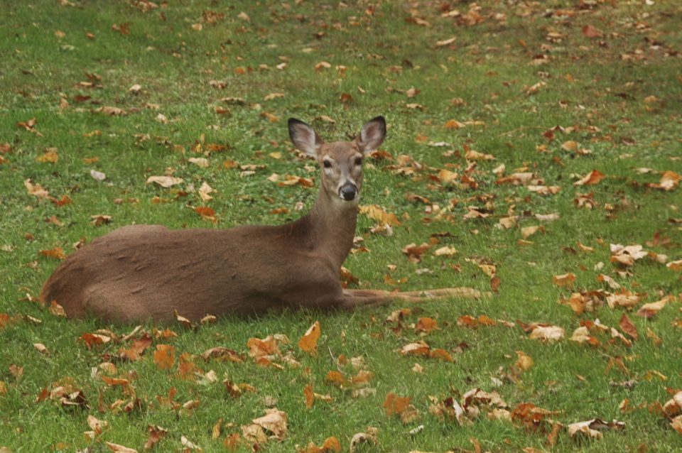 PSU Deer Study