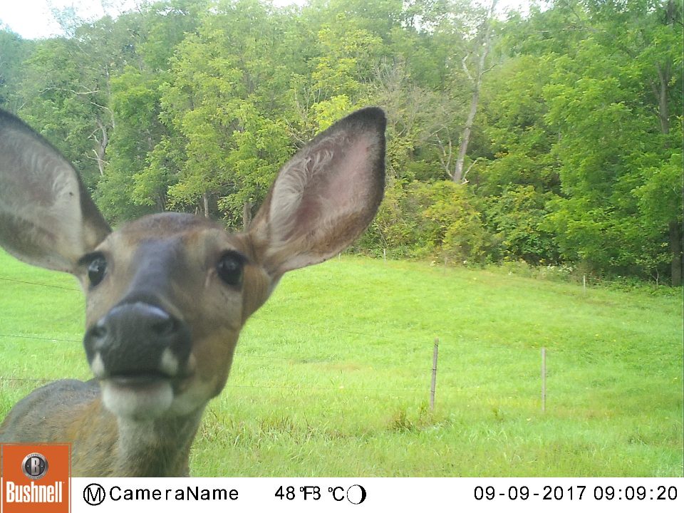 PSU Deer Study