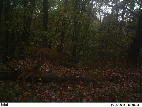 Late fawn