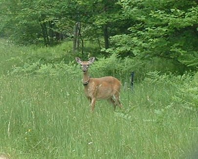 PSU Deer Study