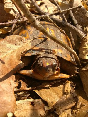 Box turtle