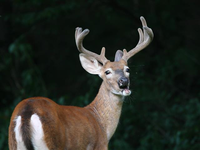 PSU Deer Study