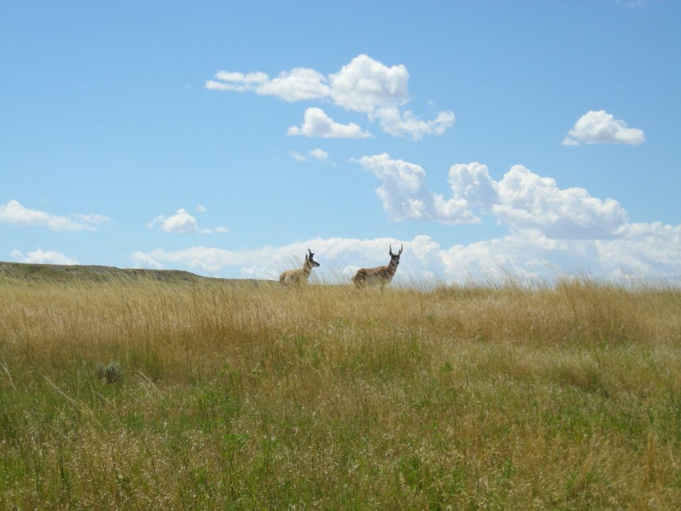 PSU Deer Study